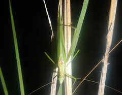 Polichne