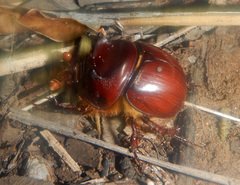 Blackburnium cornutum