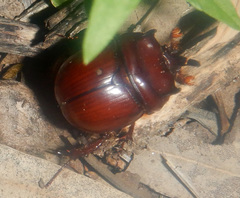 Blackburnium cornutum