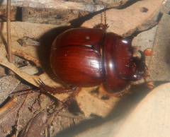 Blackburnium cornutum