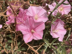 Convolvulus fruticosus