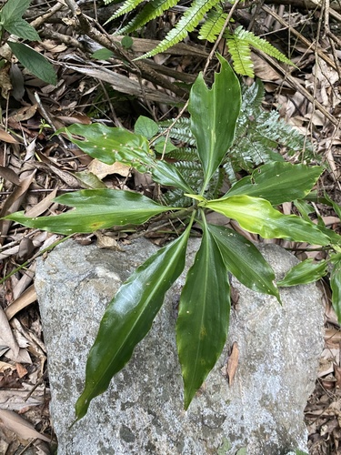 Pollia secundiflora iNat (1)
