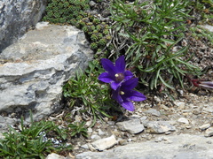 Edraianthus
