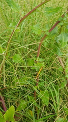 Erythrodiplax atroterminata