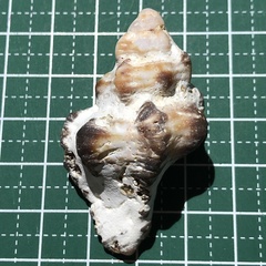 Chicoreus brunneus