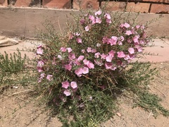 Convolvulus fruticosus