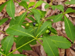 Rauvolfia