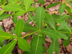 Rauvolfia