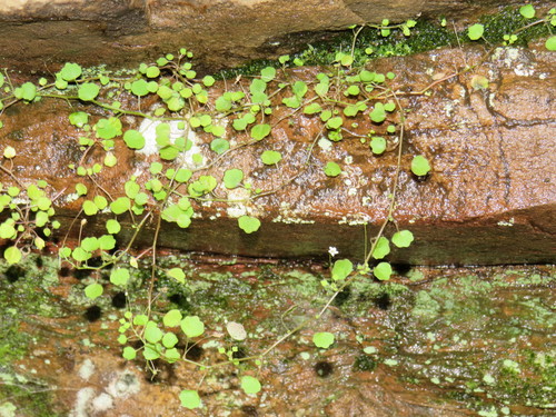 Image of Wimmerella pygmaea by (c) Jeremy Gilmore, some rights reserved (CC BY)