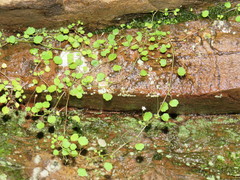 Wimmerella pygmaea