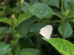 Zizula hylax pygmaea