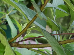 Zizula hylax pygmaea