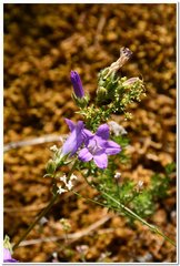 Campanula sibirica taurica