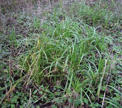 Scirpus sylvaticus