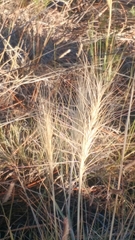 Elymus longifolius