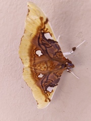 Eupastranaia