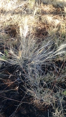Elymus longifolius