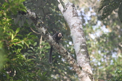 Callithrix geoffroyi