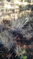 Elymus longifolius
