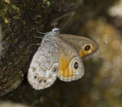 Lasiommata schakra