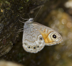 Lasiommata schakra