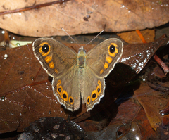 Lasiommata schakra