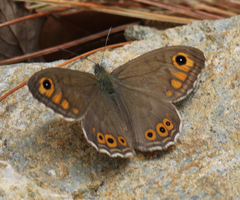 Lasiommata schakra