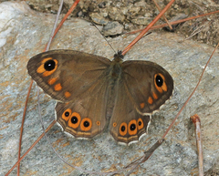 Lasiommata schakra