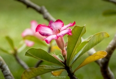 Adenium obesum