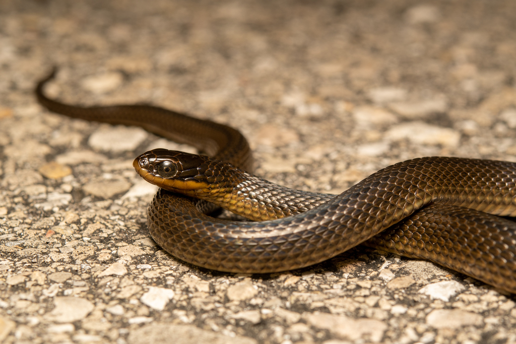Eastern Glossy Swampsnake