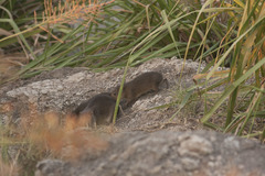 Cavia