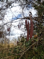 Alnus
