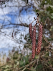 Alnus