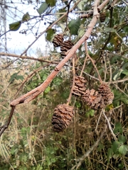 Alnus