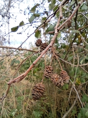 Alnus