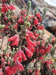 Erica strigilifolia