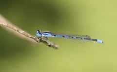Enallagma praevarum