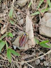 Rochaina phalerata