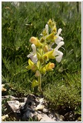 Salvia scabiosifolia