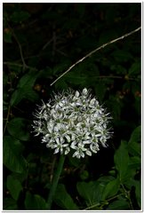 Allium decipiens quercetorum