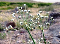 Allium anisopodium