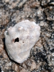 Stramonita brasiliensis