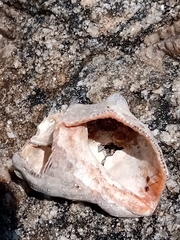 Stramonita brasiliensis