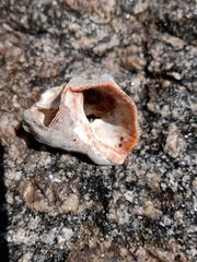 Stramonita brasiliensis