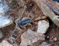 Centruroides baldazoi