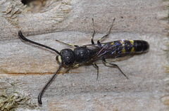 Monosapyga clavicornis