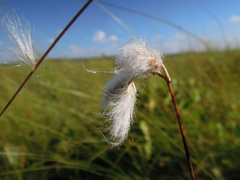 Eriophorum gracile