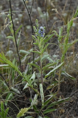 Veronica steppacea