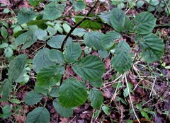 Rubus errabundus