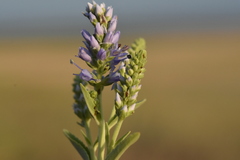 Veronica steppacea